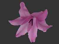 The African Garden Dierama Image Index Iridaceae