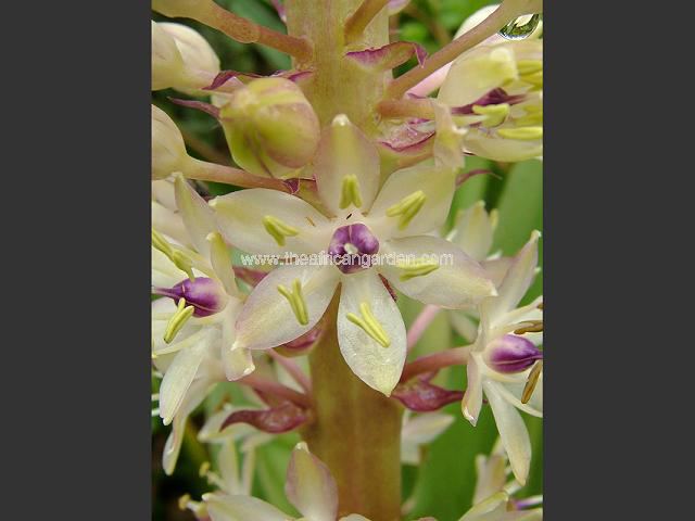 Eucomis African Bride Pineapple Lily Images