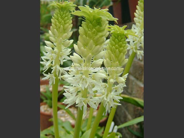 Eucomis autumnalis Pineapple Lily Images