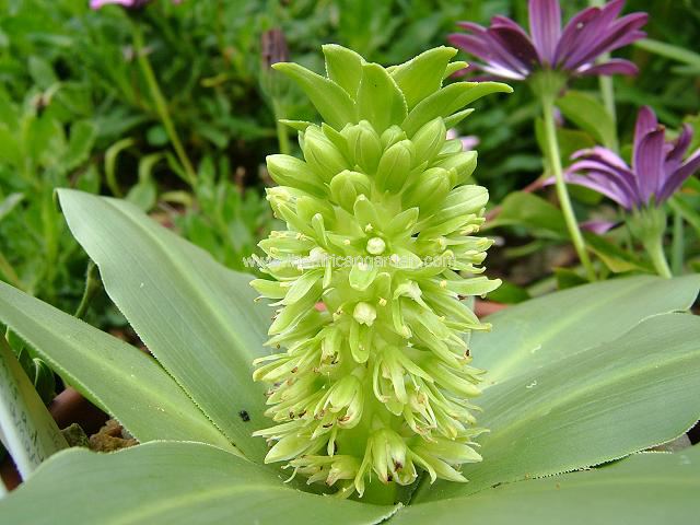 Eucomis autumnalis var amaryllidifolia JCA3230050 Pineapple Lily Images