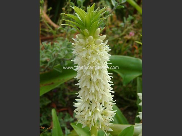 Eucomis autumnalis White Dwarf Pineapple Lily Images