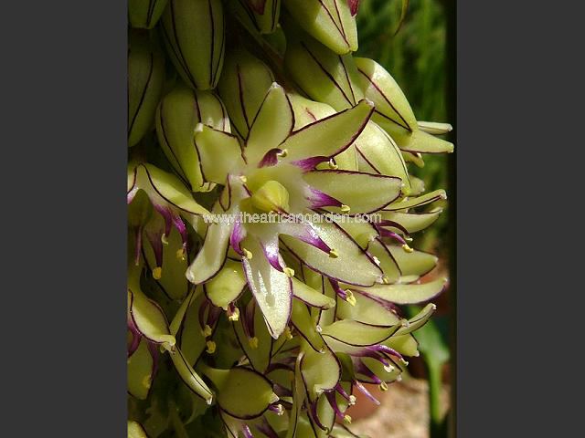 Eucomis bicolor Pineapple Lily Images