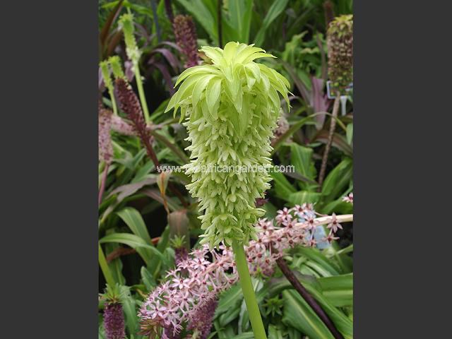 Eucomis bicolor Alba Pineapple Lily Images