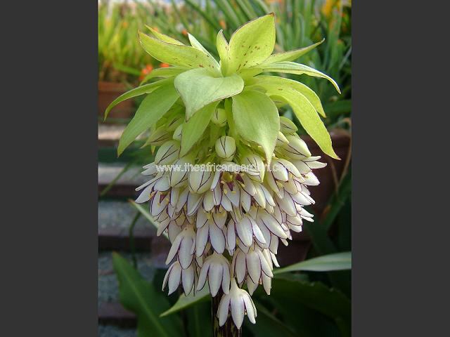 Eucomis bicolor Snowball JCA3230200 Pineapple Lily Images