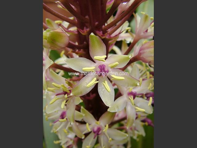 Eucomis comosa Pineapple Lily Images