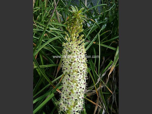 Eucomis comosa Cornwood Pineapple Lily Images