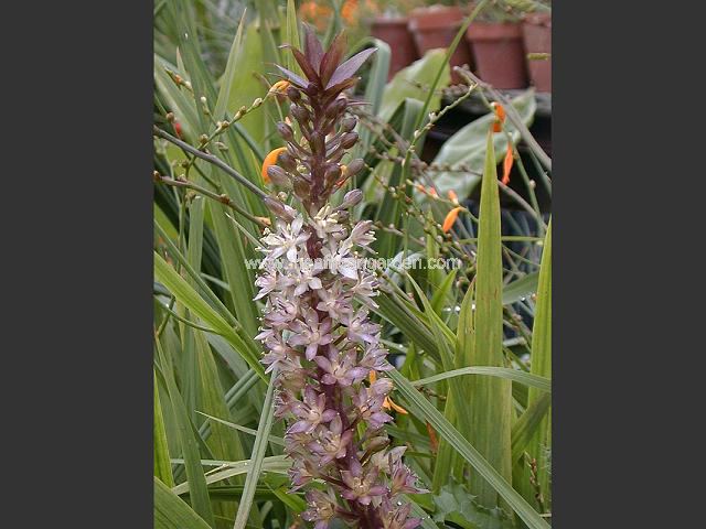 Eucomis comosa First Red Pineapple Lily Images
