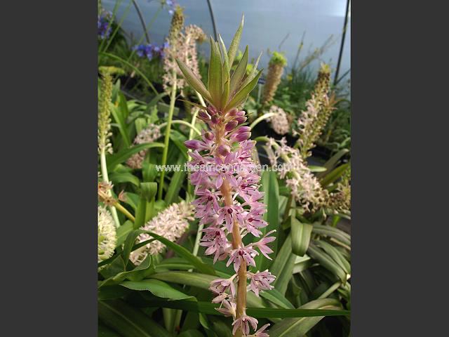 Eucomis comosa Rose Selection Pineapple Lily Images