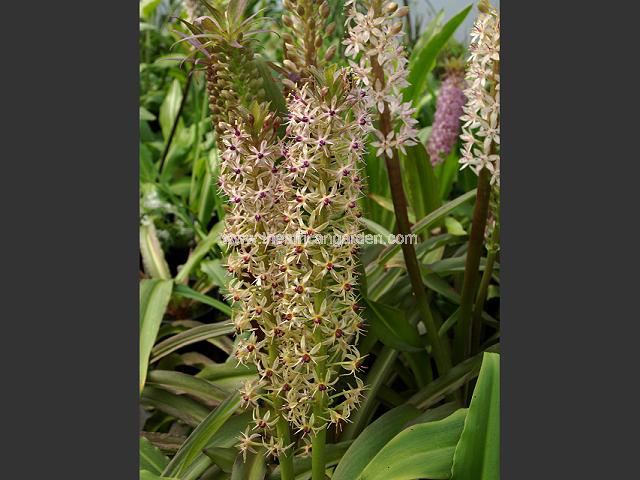 Eucomis comosa Skagit Pink Pineapple Lily Images