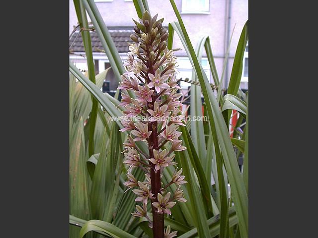 Eucomis Sparkling Burgundy Pineapple Lily Images