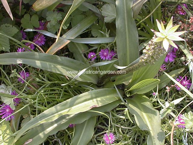 Eucomis comosa var striata Pineapple Lily Images