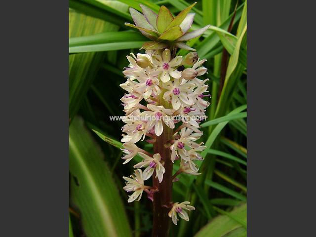 Eucomis comosa Dark Hybrid Pineapple Lily Images