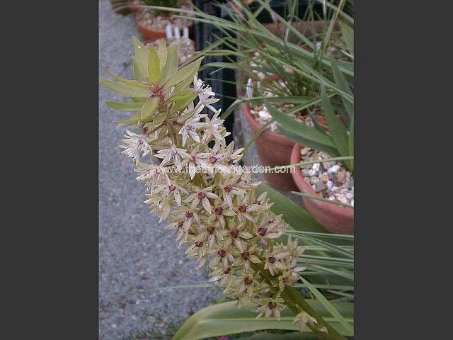 Eucomis Frank Lawley Pineapple Lily Images