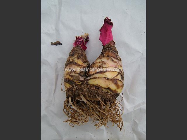 Eucomis humilis Pineapple Lily Images