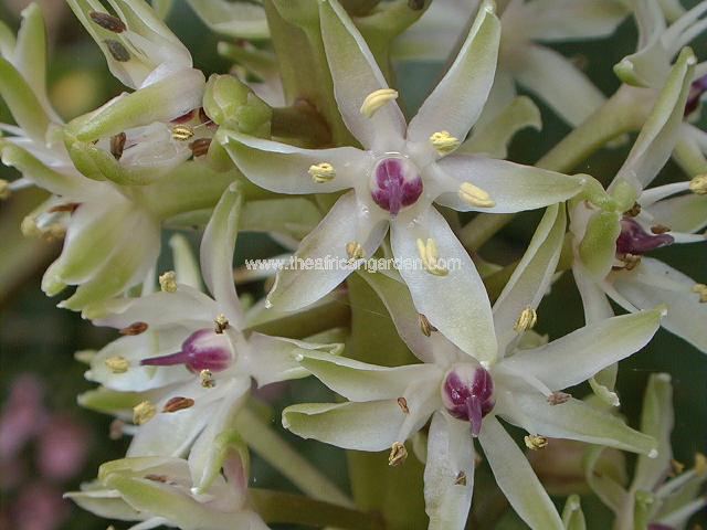 Eucomis John Huxtable Pineapple Lily Images
