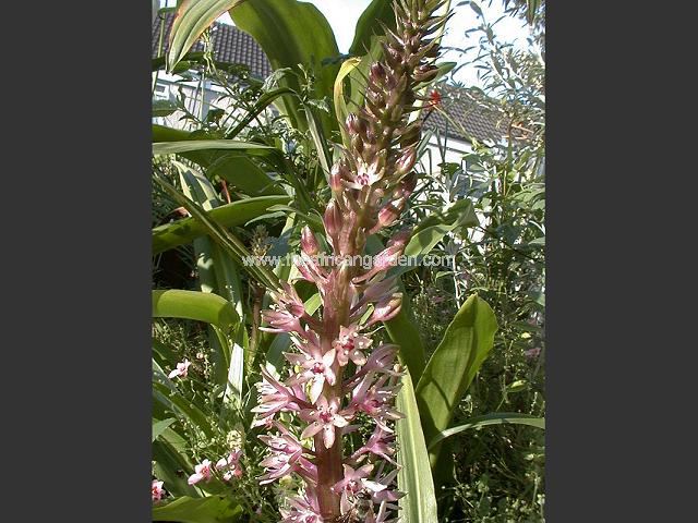 Eucomis John Treasure Pineapple Lily Images