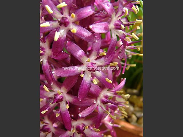 Eucomis Joys Purple Pineapple Lily Images