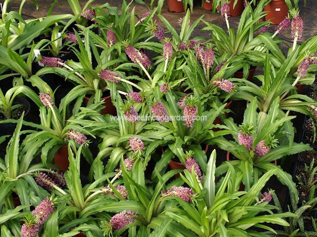 Eucomis Leia Pineapple Lily Images