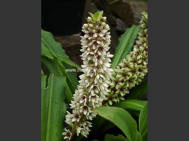 Eucomis montana Pineapple Lily Images