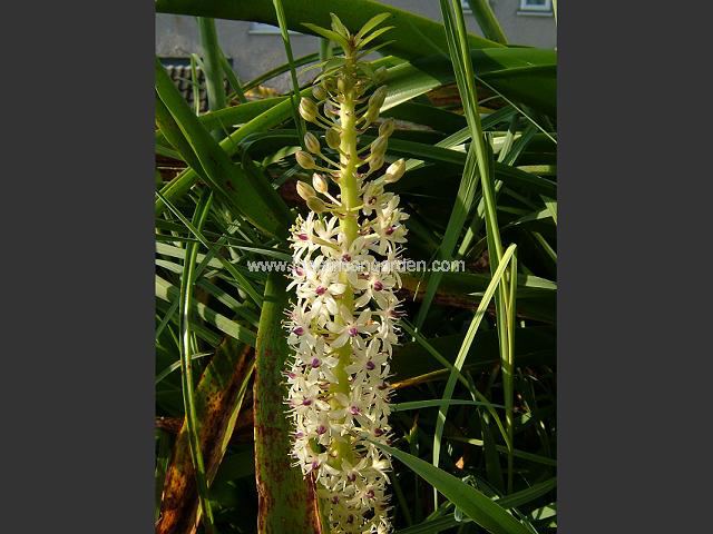 Eucomis Pink Sensation Pineapple Lily Images