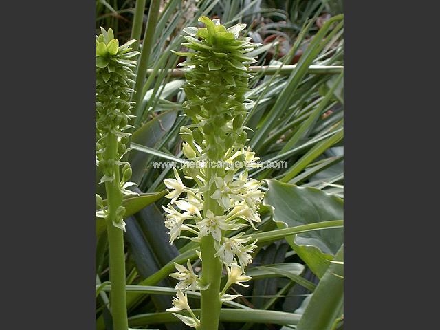 Eucomis pole-evansii Pineapple Lily Images
