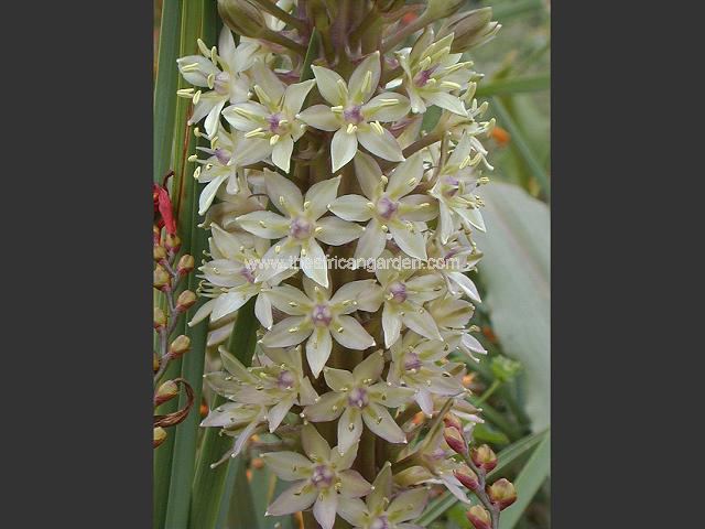 Eucomis pole-evansii striated form Pineapple Lily Images