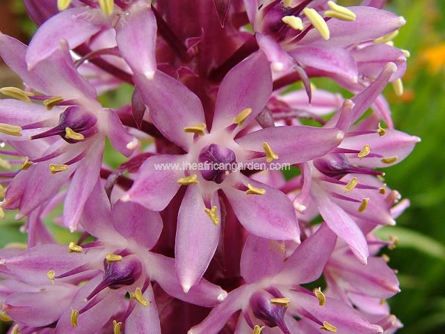 Eucomis Royal Burgundy Pineapple Lily Images