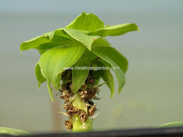 Eucomis schijffii Pineapple Lily Images