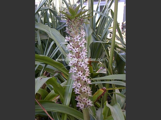 Eucomis Showtime Pineapple Lily Images
