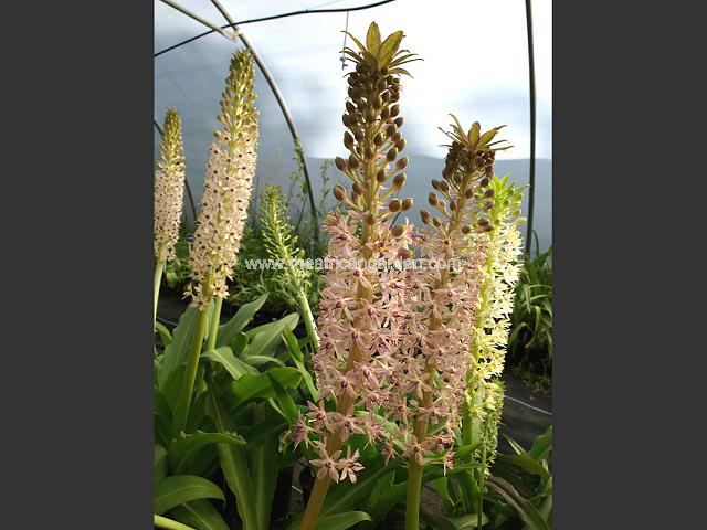 Eucomis Swazi Pride Pineapple Lily Images