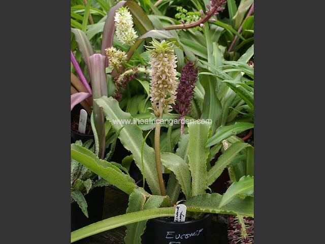 Eucomis vandermerwei x autumnalis Pineapple Lily Images