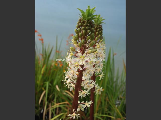 Eucomis Zeal Bronze Pineapple Lily Images
