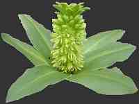 Eucomis Pineapple Lily Image Index including x Amarygria and x Amacrinum Hyacinthaceae