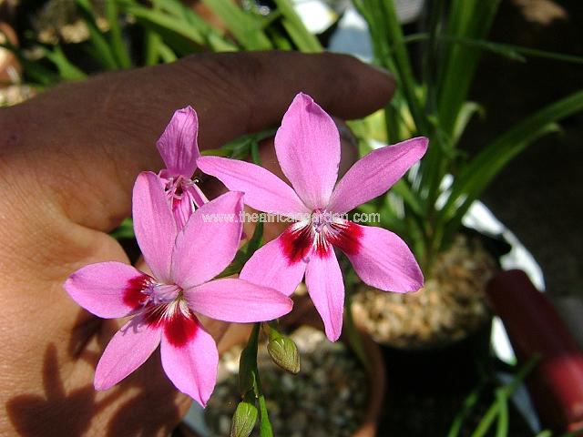 Freesia East of Eden Anomatheca East of Eden Images