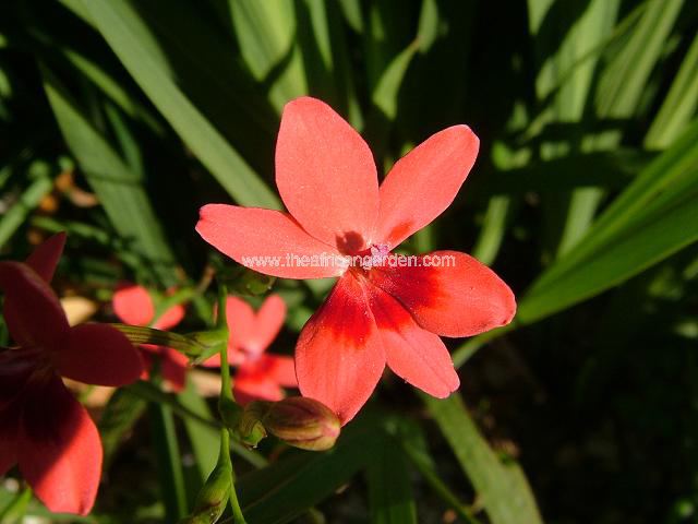 Freesia laxa Anomatheca laxa Images
