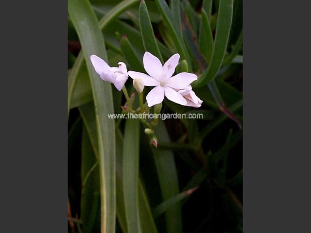 Freesia laxa Alba Anomatheca laxa Alba Images