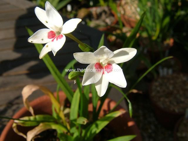 Freesia laxa Joan Evans Anomatheca laxa Joan Evans Images