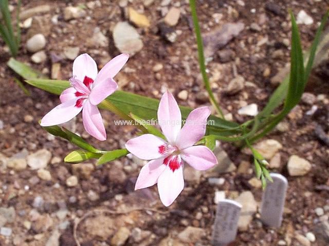 Freesia laxa Rainbow Hybrid pale pink Anomatheca laxa Rainbow Hybrid pale pink Images