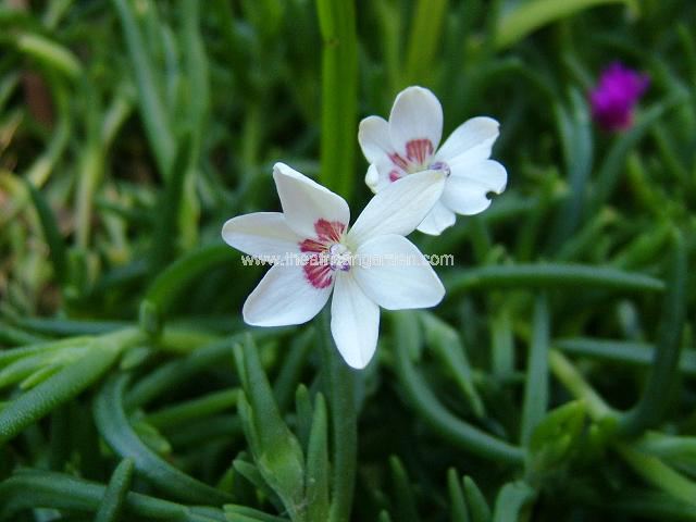 Freesia laxa Rainbow Hybrid white Anomatheca laxa Rainbow Hybrid white Images