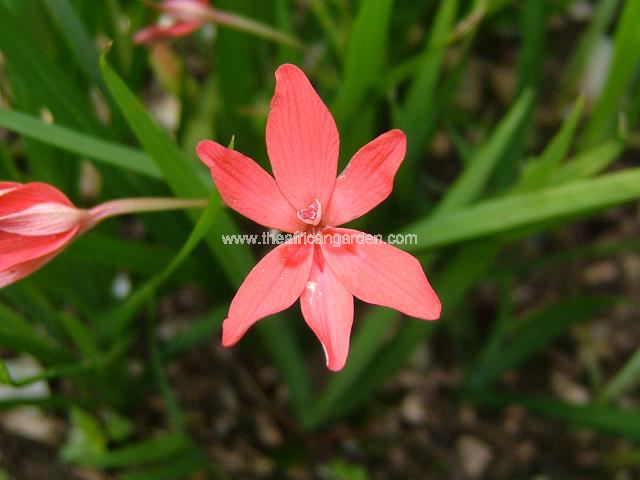 Freesia laxa Star of David Anomatheca laxa Star of David Images