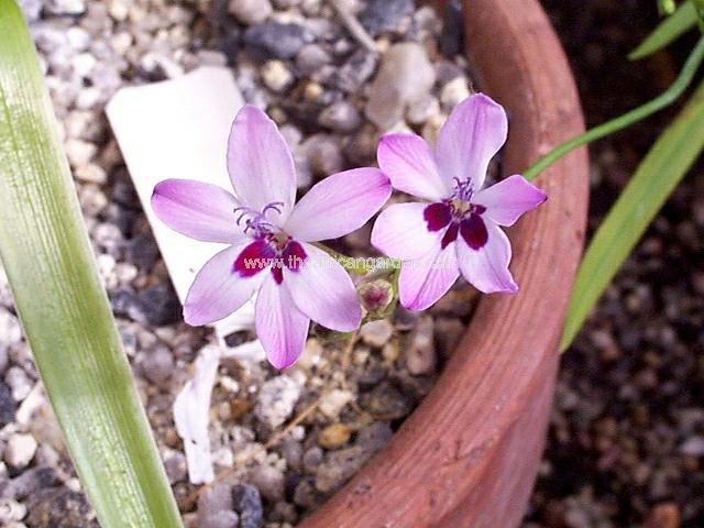 Freesia Plum Scrumptious Anomatheca Plum Scrumptious Images