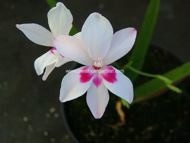 Freesia Shelly Anomatheca Shelly Images