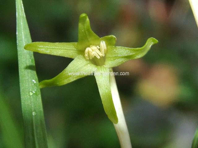 Freesia viridis Anomatheca viridis Images