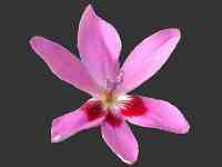 The African Garden Iris Family Iridaceae Image Index
