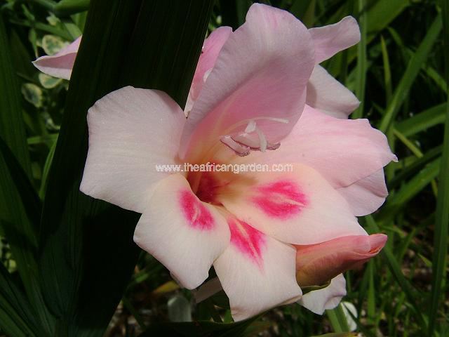 Gladiolus nanus Elvira Gladiolus Hybrid Images