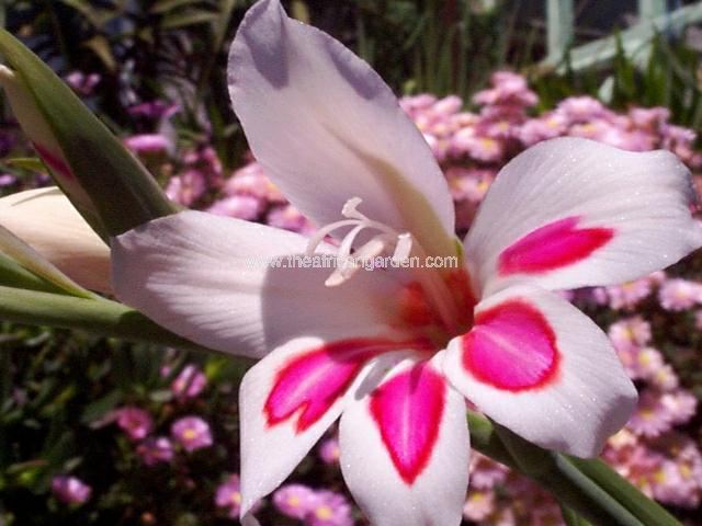 Gladiolus nanus Prins Claus Gladiolus Hybrid Images