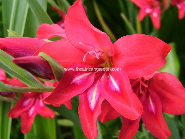 Gladiolus nanus Spitfire Gladiolus Hybrid Images