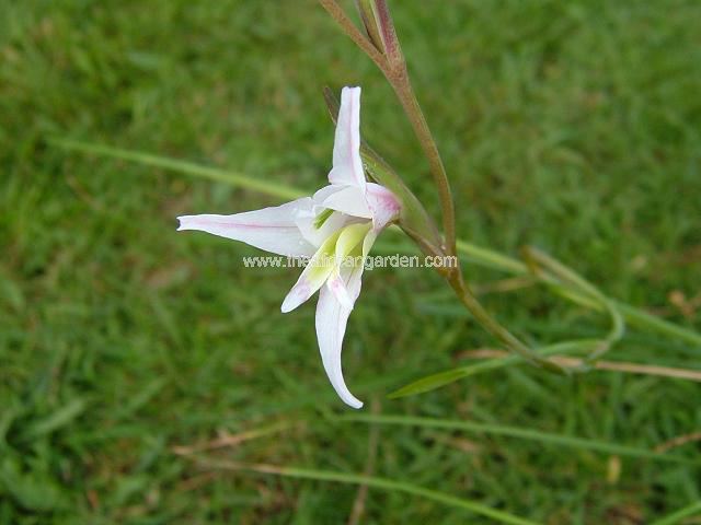Gladiolus involutus Gladiolus species Images