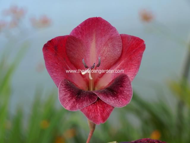 Gladiolus papilo Ruby Gladiolus species Images