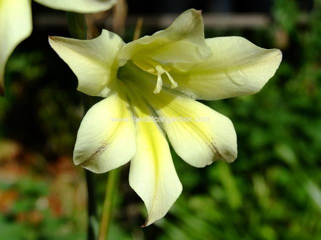 Gladiolus tristis var concolor Gladiolus species Images